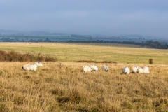Sheep grazing on Martin Down, Hampshire