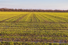 Lines in the landscape