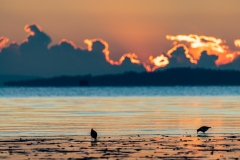 Walking on a beach of gold