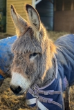Backlit donkey
