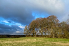 Winter trees in the sun