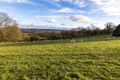 Sheep with a view