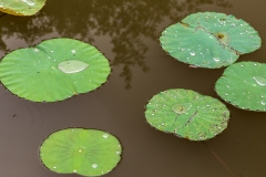 Lilies, Temple of Literature