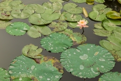 Lilies, Temple of Literature