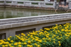 Marigolds, Temple of Literature