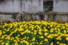 Marigolds, Temple of Literature