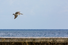 Pelican fishing beside the Malécon