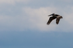 Pelican fishing beside the Malécon
