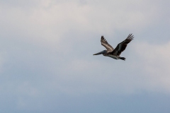 Pelican fishing beside the Malécon