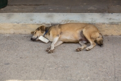 Havana dog