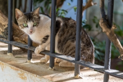 Habana Vieja cat