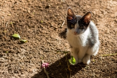 Habana Vieja cat