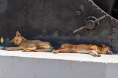 Sheltering dogs