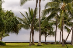 Kailua Bay palms