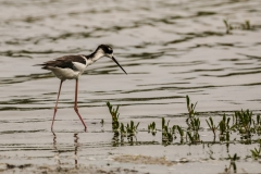Hawaiian Stilt