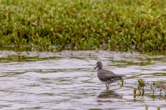 Kalako Fishpond