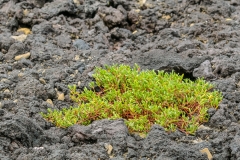 Kaloko-Honokohau National Park