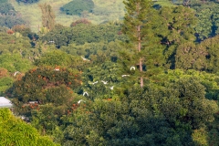 Holualoa view