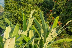 Holualoa plants