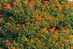 Holualoa plants