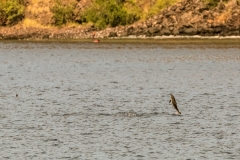 Kealakekua Bay