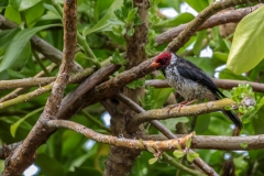 Yellow-billed Cardinal