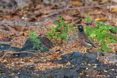 Common Myna