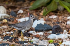 Lesser Yellowlegs