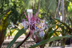 Liliuokalani Park and Gardens
