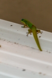 Gold Dust Day Gecko
