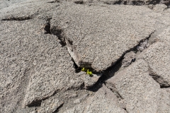 Life amid the desolation