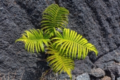 Life amid the desolation