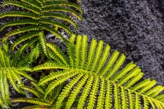 Life amid the desolation