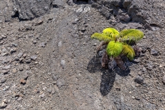 Life amid the desolation