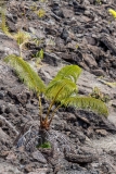 Life amid the desolation