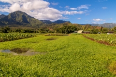 Waioli Valley