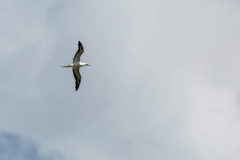Red-footed booby in flight