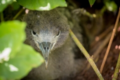 Sooty Shearwater chick