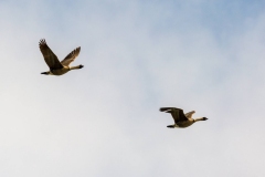 Nē Nē in flight