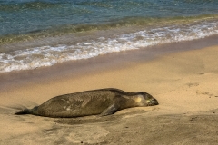 Sleeping Seal