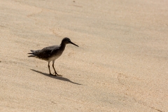 Sandpiper