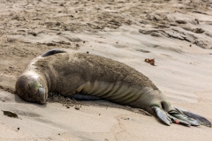 Sleeping Seal