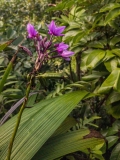 Kalalau Trail Crocosmia