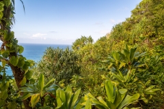 Kalalau Trail Rainforest