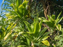 Kalalau Trail Rainforest