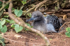 Sooty Shearwater chick