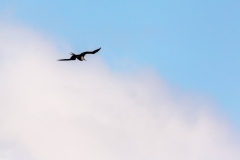 Female Great Frigatebird