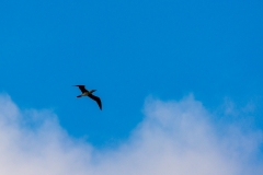 Sooty Shearwater in flight