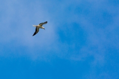 Red-footed booby in flight