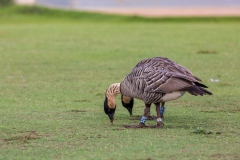 Hawaiian Goose